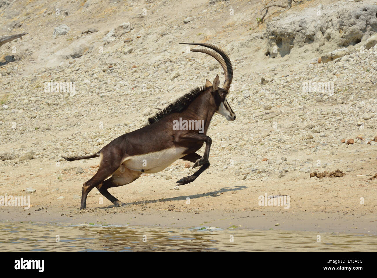 Sable antelope fleeing the bank Chobe Botswana Stock Photo Alamy