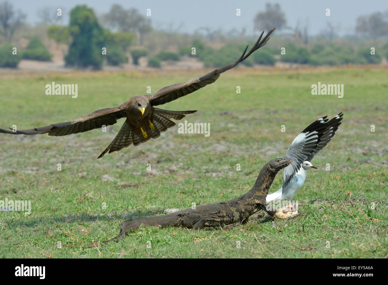 Nile monitor defending its prey against Gull and Kite Stock Photo