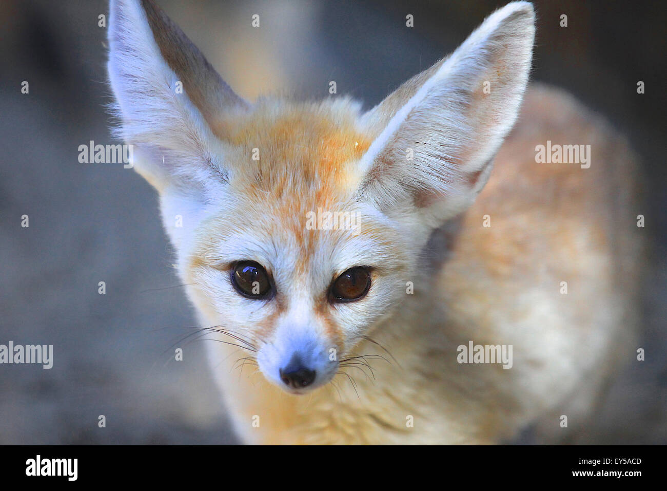 Portrait Of Fennec Zoo De La Palmyre France Stock Photo Alamy Portrait Of Fennec Zoo De La Palmyre France Stock Photo Alamy