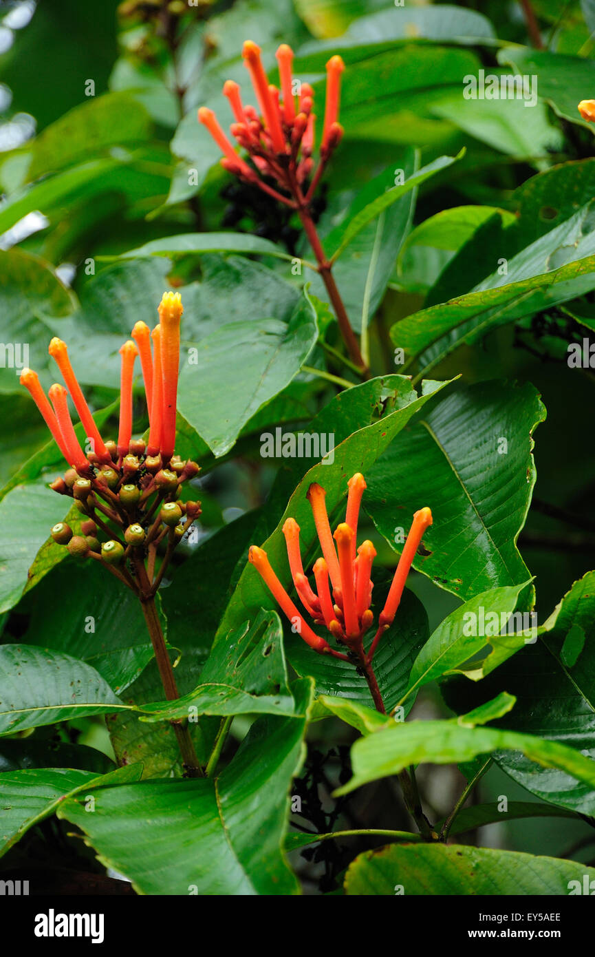 Isertia coccinea flowering - French Guiana Stock Photo