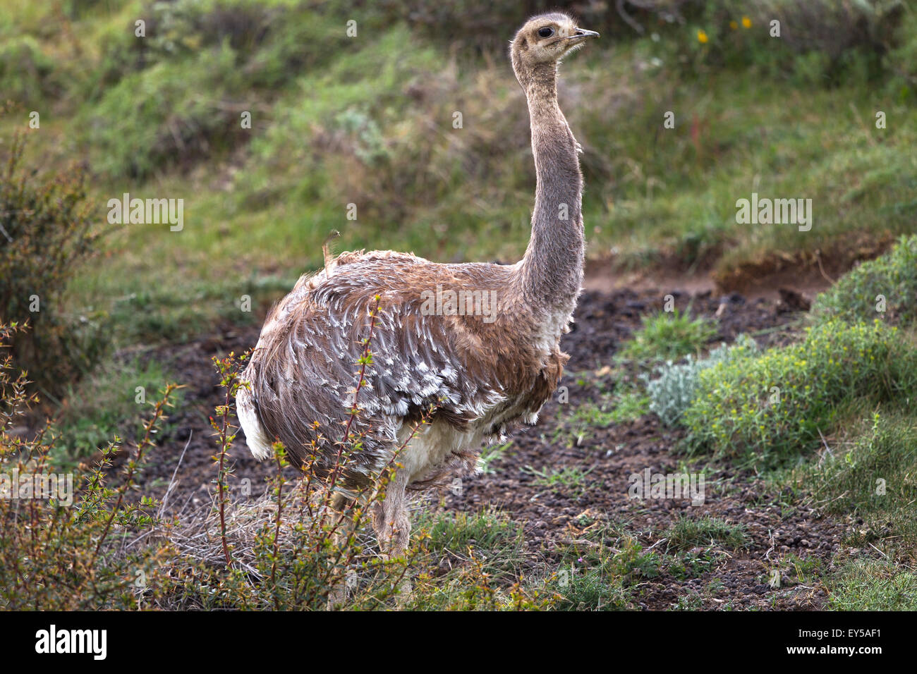 Greater Rhea in the steppe - Torres del Paine Chile Stock Photo