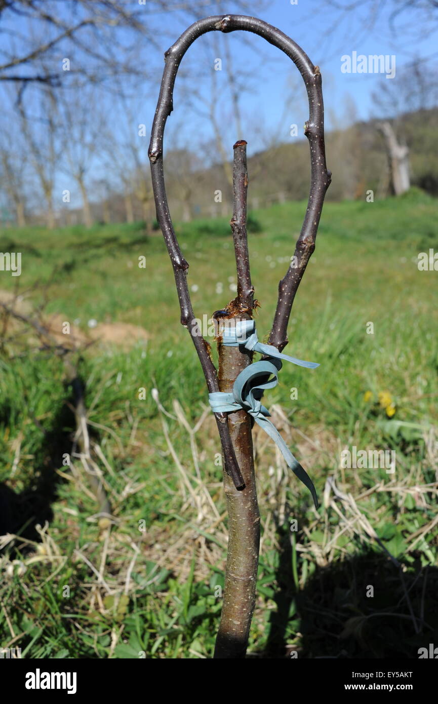 Apple tree grafting in garden Stock Photo Alamy