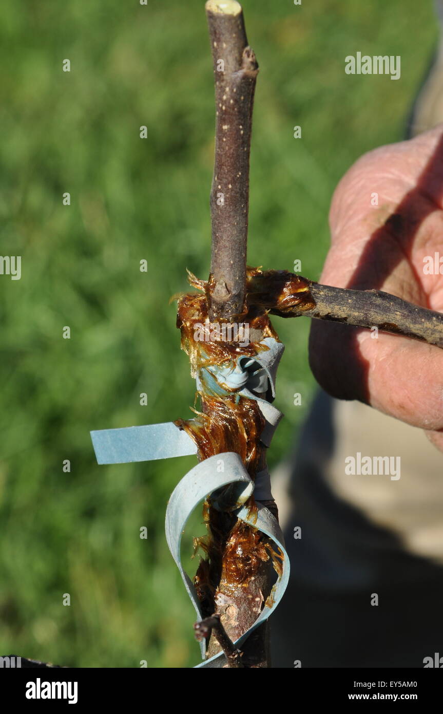 Apple tree grafting in garden Stock Photo Alamy