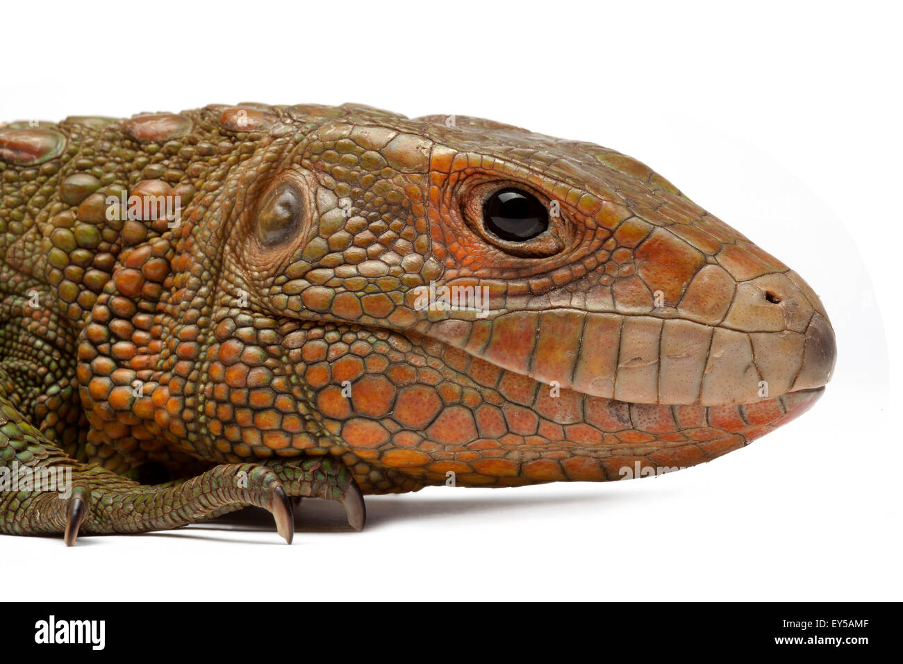 Portrait of Guyana Caiman Lizard on white background Native to South America Stock Photo