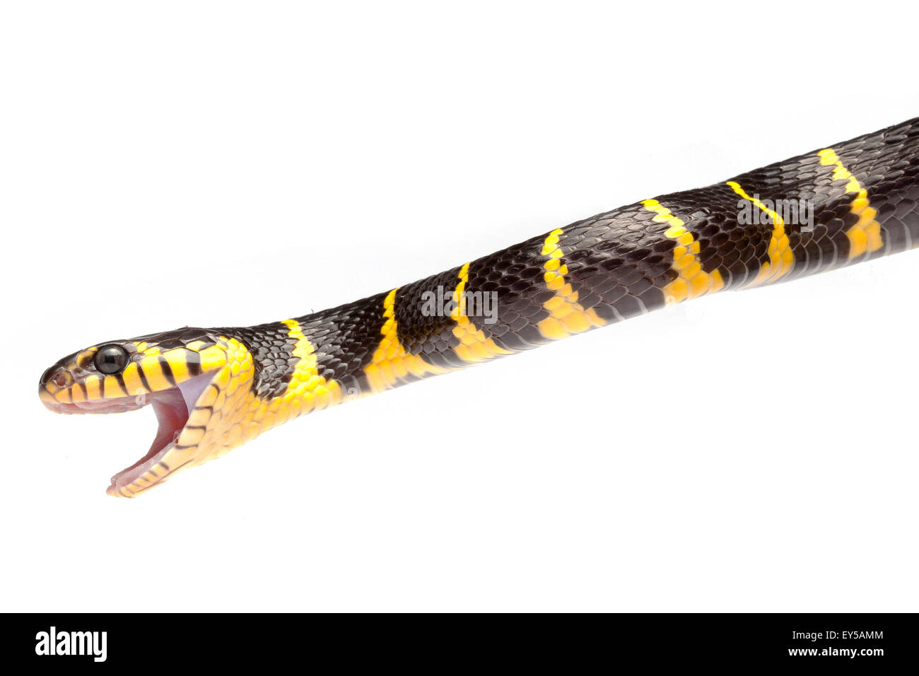 Portrait of Mangrove Snake on white background Native to Southeast Asia Stock Photo