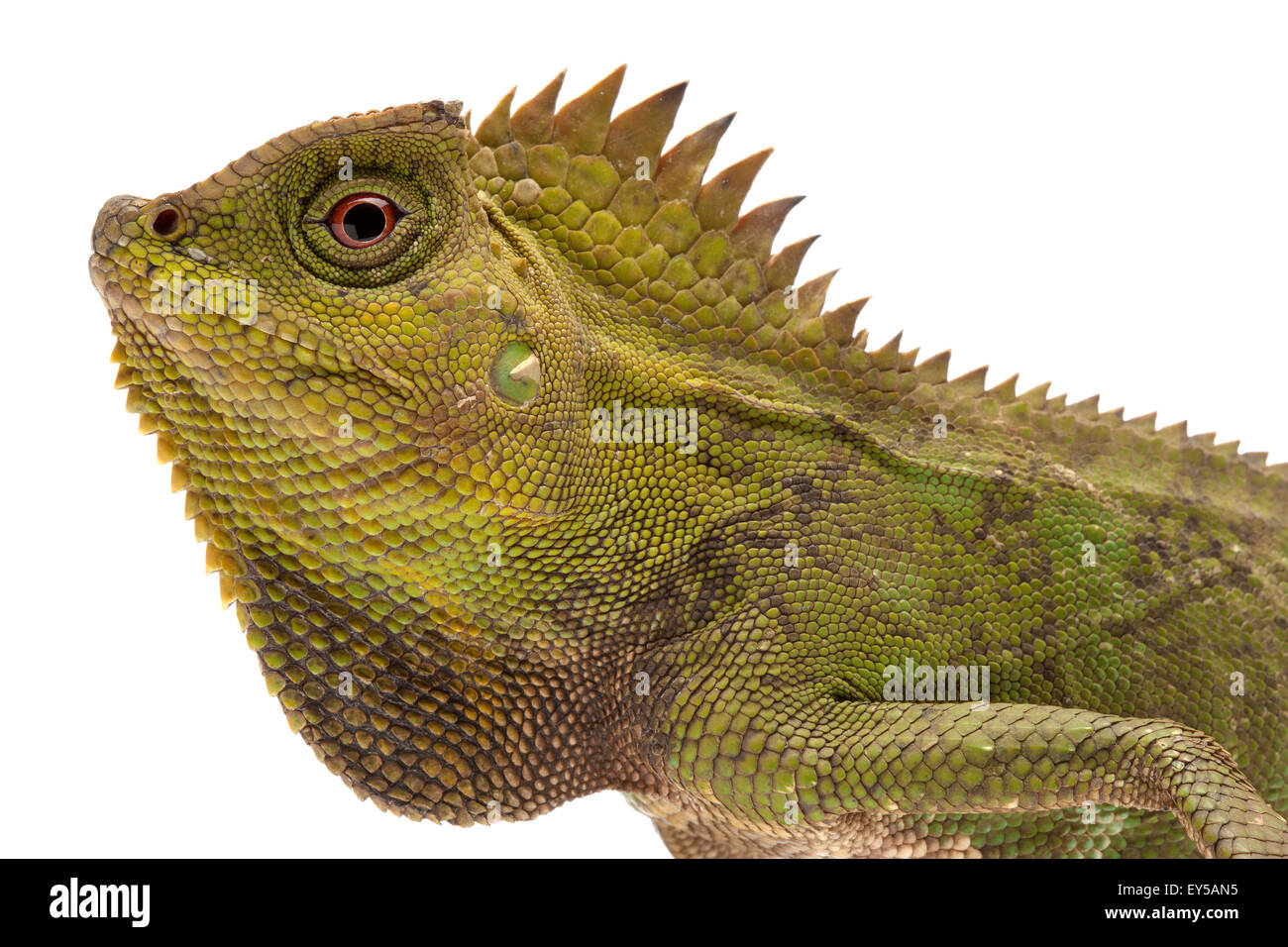 Portrait of Chameleon Forest Dragon on white background Native to Indonesia and Malaysia Stock Photo
