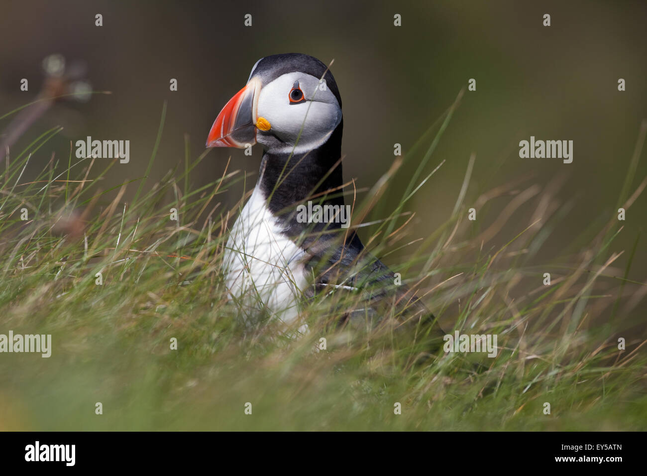 Puffin (Fratercula arctica). Breeding plumage. About to go down a nesting hole; obscured. June. Staffa. Inner Hebrides. SCOTLAND Stock Photo