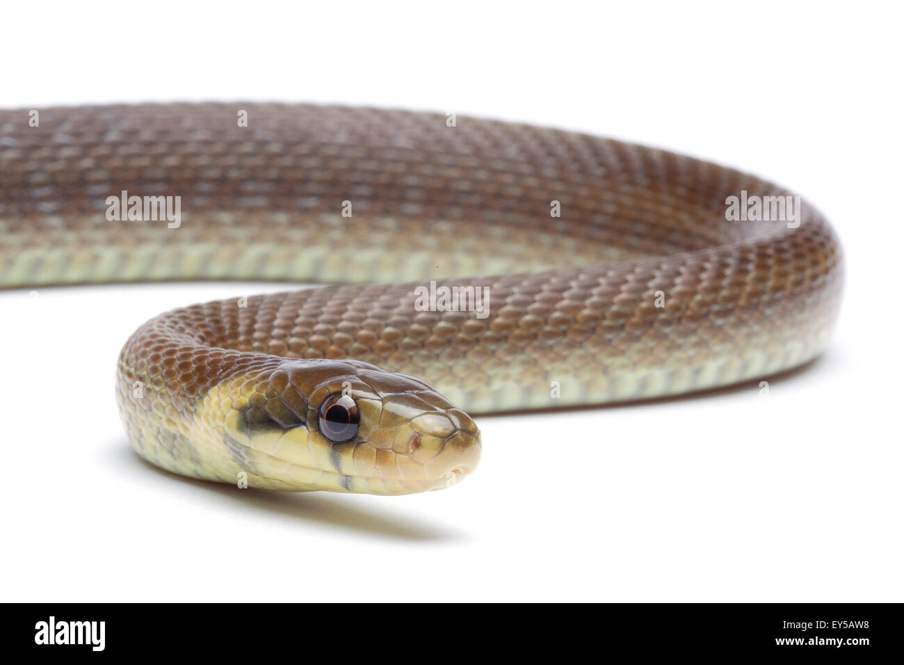 Aesculapean Snake on white background Native to Europe Stock Photo