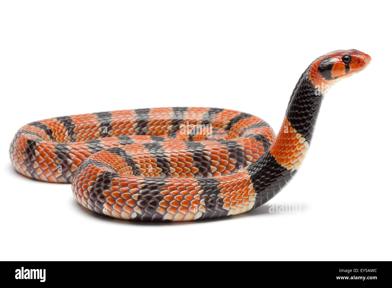 Coral Snake on white background Native to Southern Africa Stock Photo