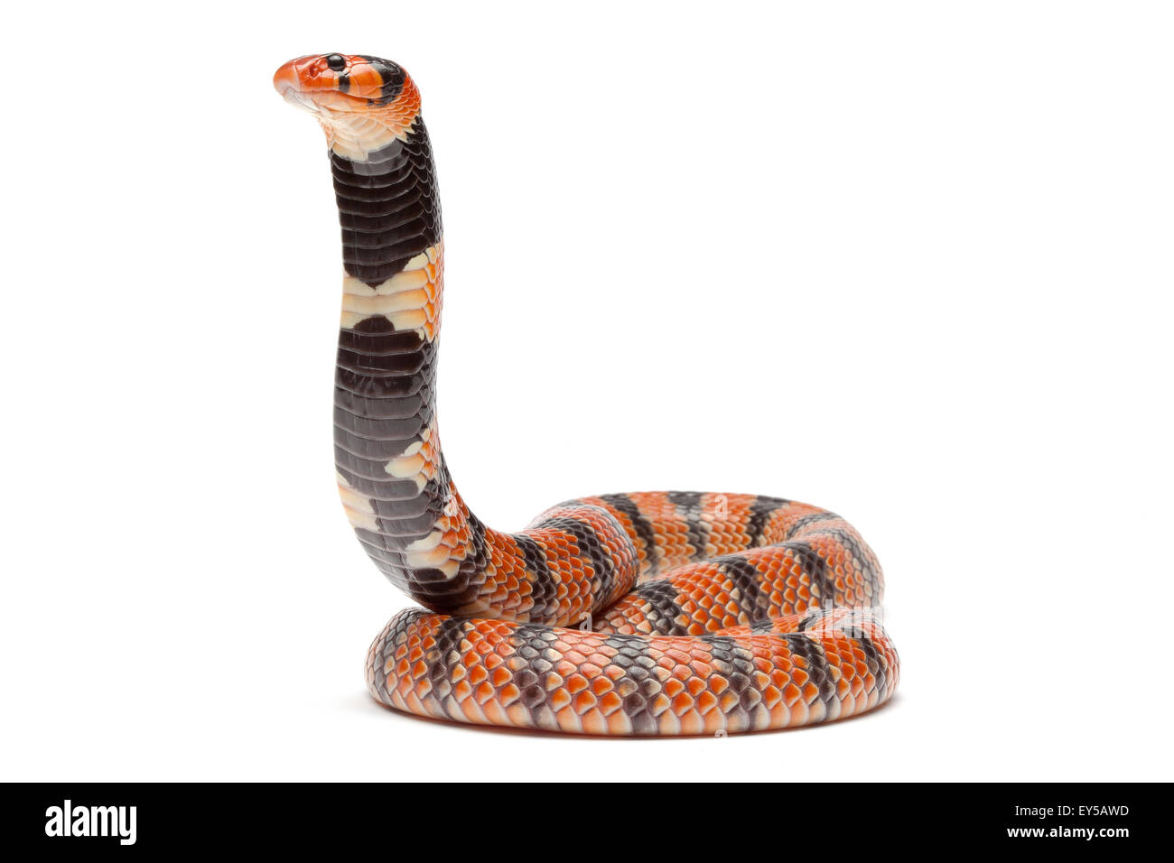 Coral Snake on white background Native to Southern Africa Stock Photo