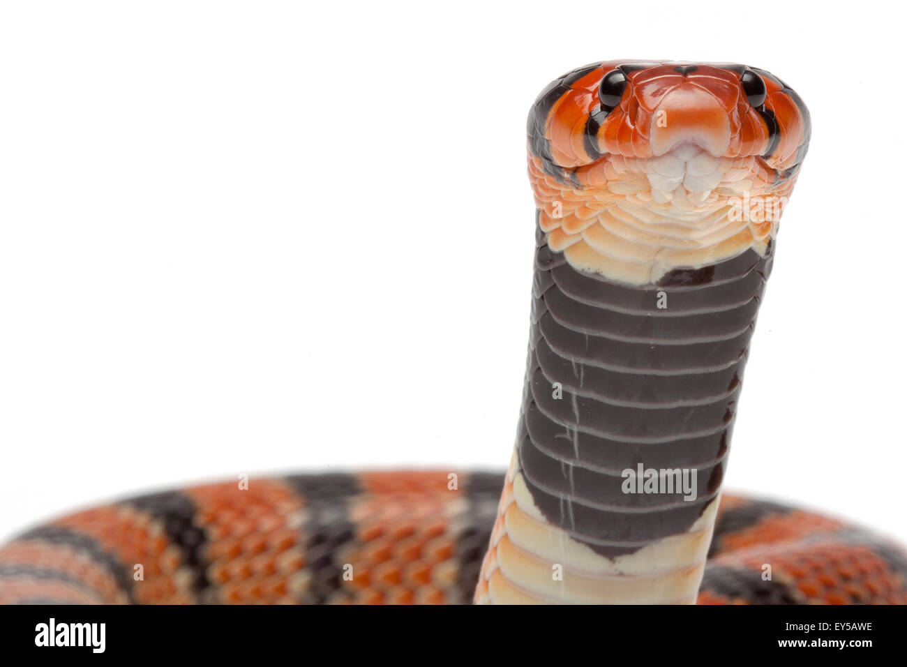 Portrait of Coral Snake on white background Native to Southern Africa Stock Photo