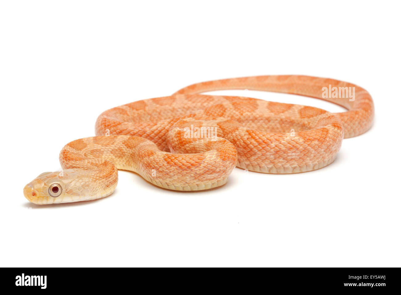 Eastern Rat Snake on white background Native to eastern North America Stock Photo