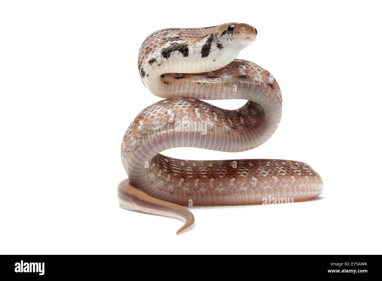 Trinket Snake on white background Native to India and Pakistan Stock ...