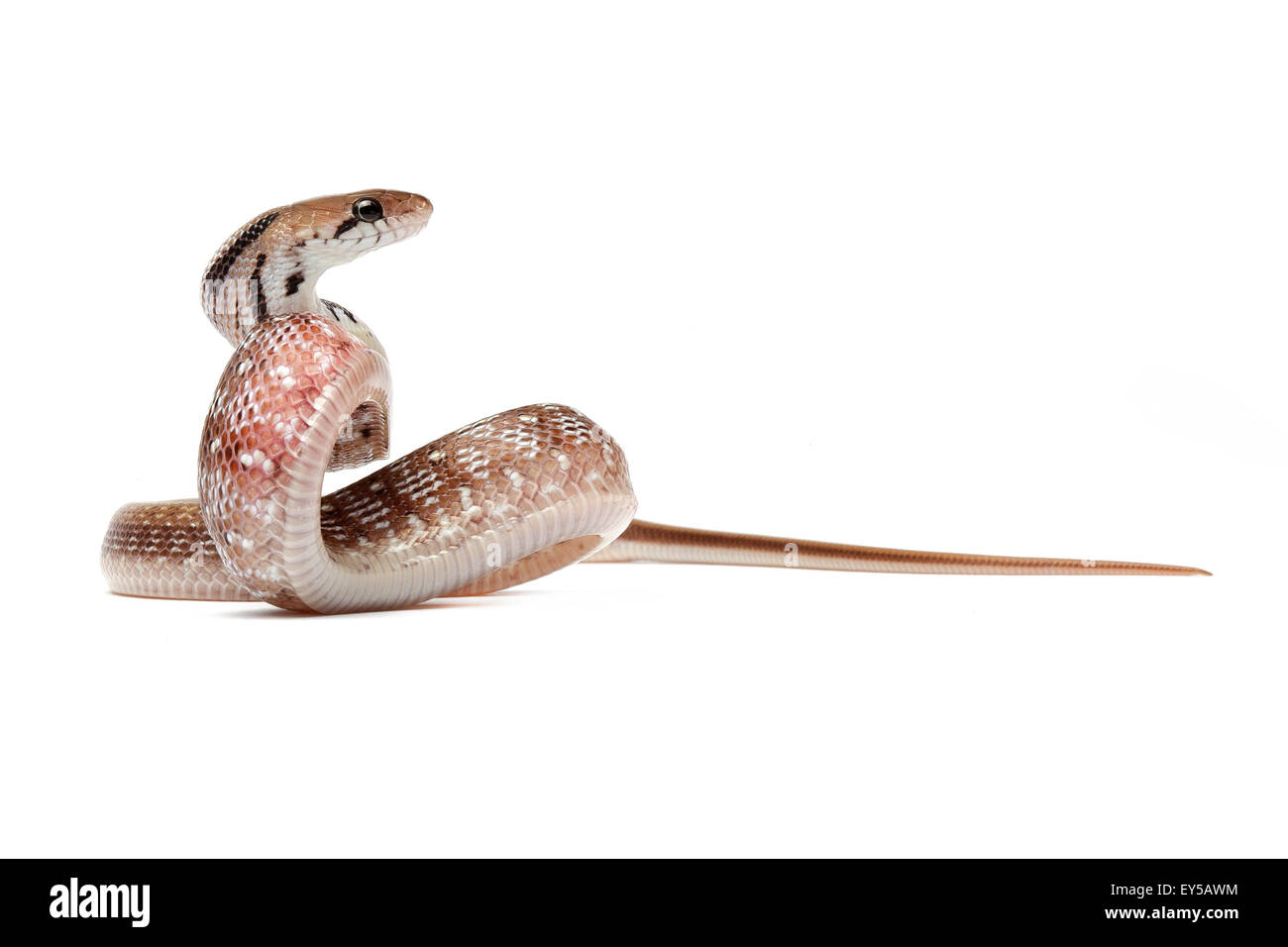 Trinket Snake on white background Native to India and Pakistan Stock ...
