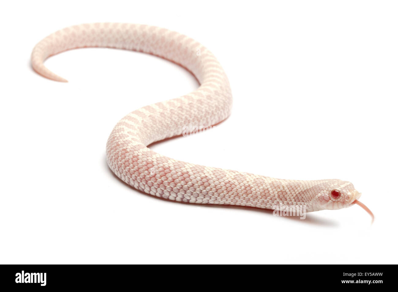 Western Hognose Snake 'snow' on white background Native to North America Stock Photo