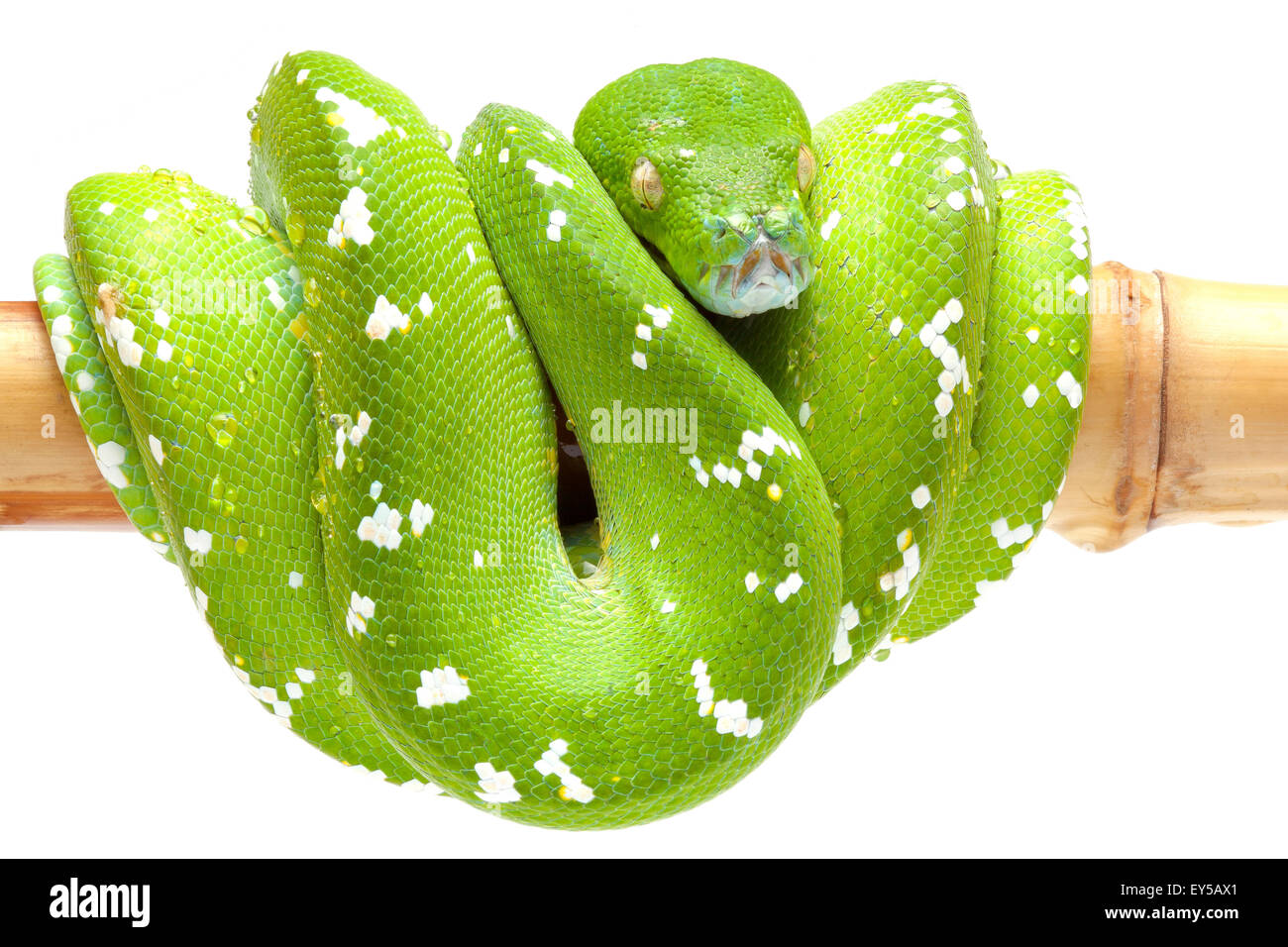 Green Tree Python 'Aru' on white background Native to New Guinea Stock ...