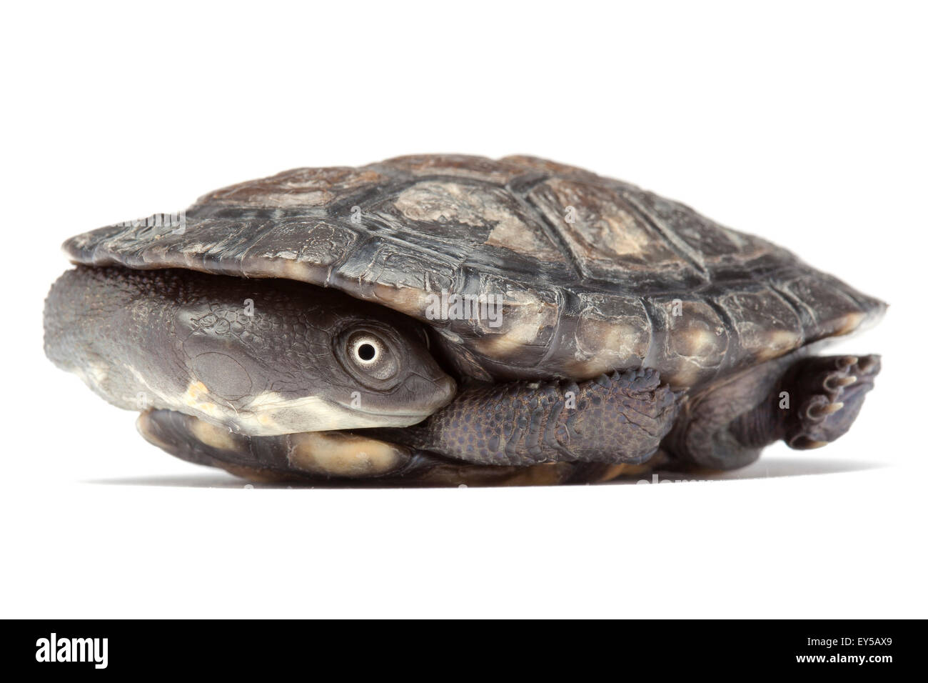 Common Snake Neck Turtle on white background Native to Australia Stock ...