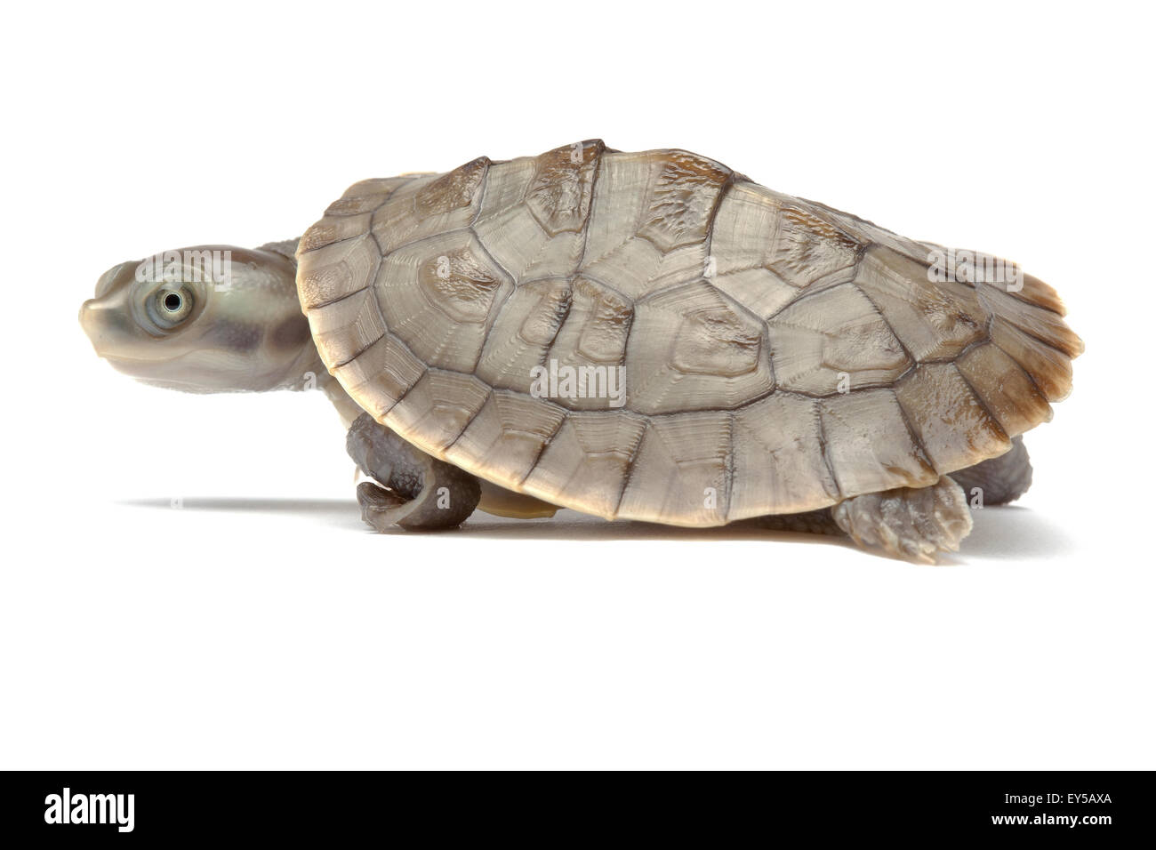 River turtle hi-res stock photography and images - Alamy