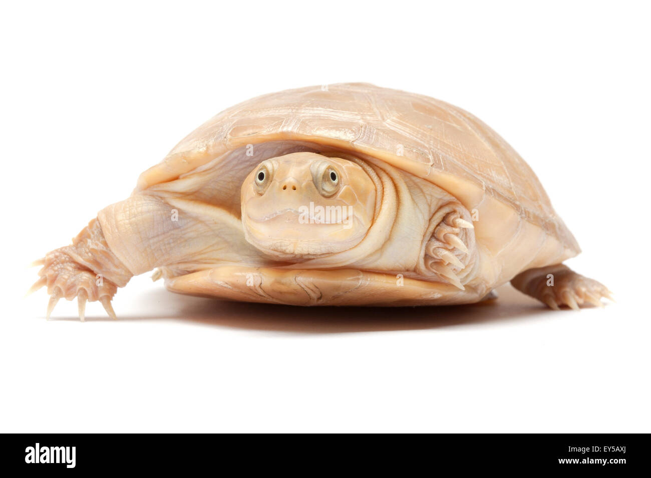 West African Mud Turtle albino on white background Native to Africa Stock Photo
