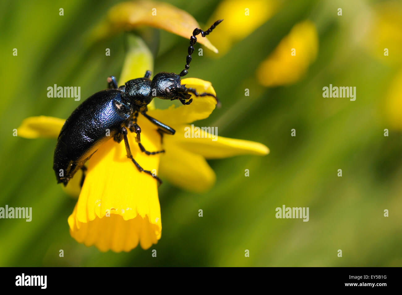 Oil Beetle eating a Daffodil Vosges France Stock Photo Alamy