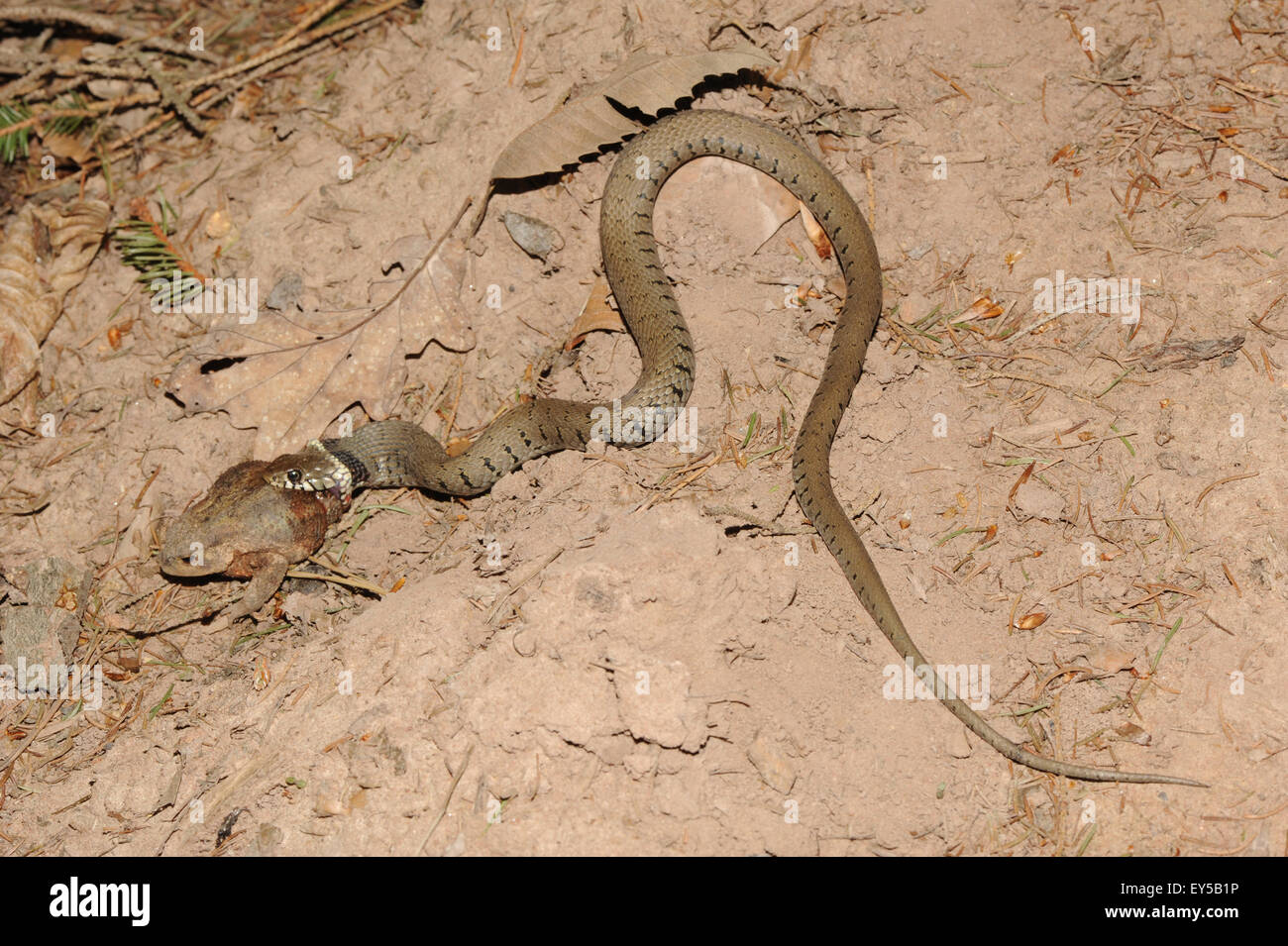 Regal Ringneck Snake Eating