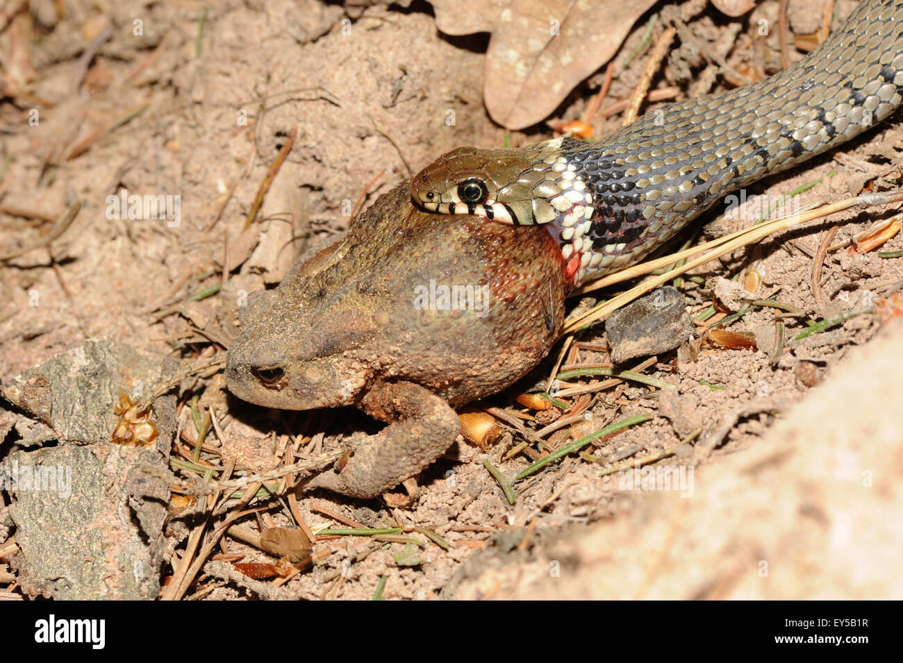 Regal Ringneck Snake Eating