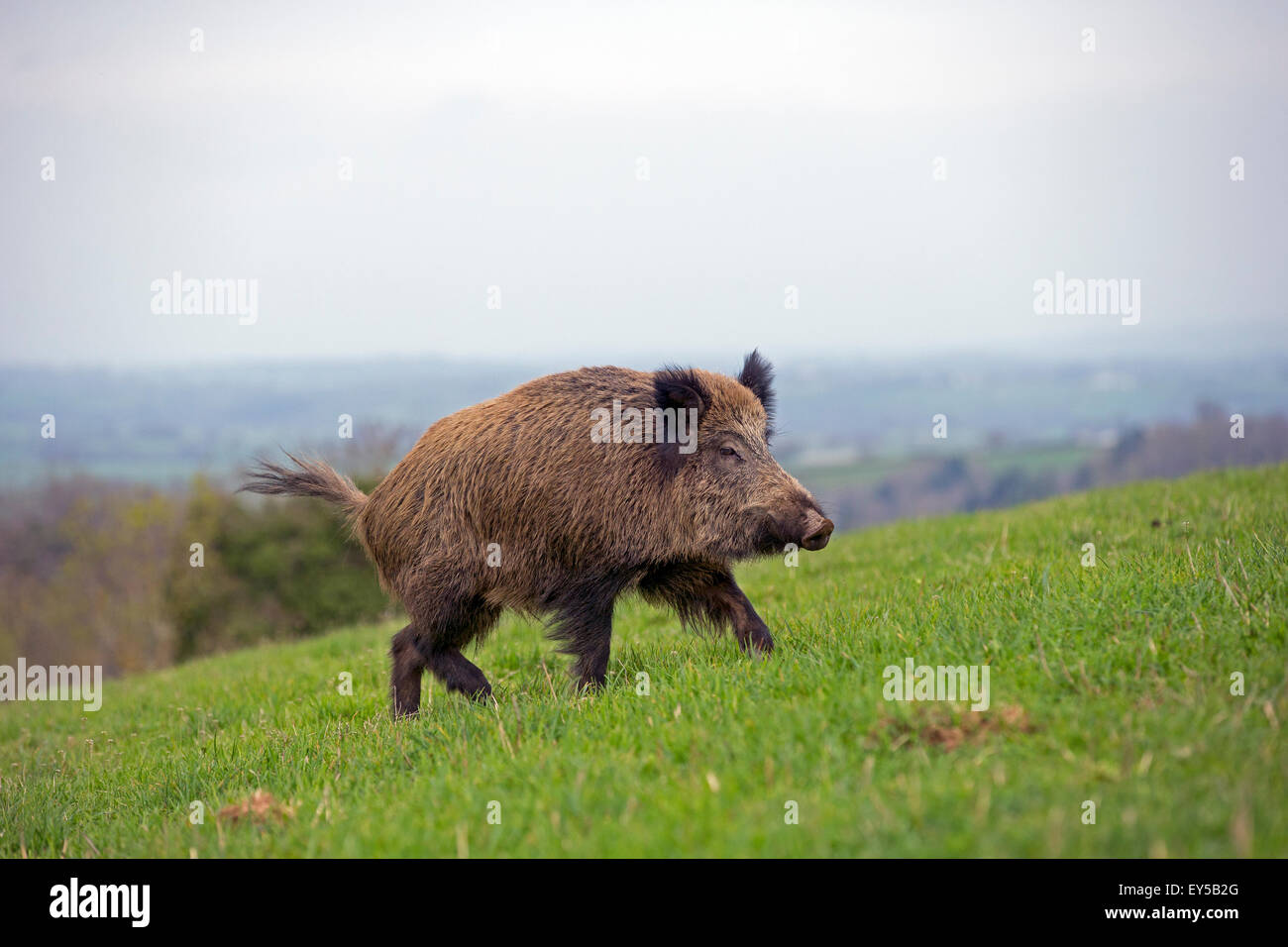 Eurasian wild boar male walking in the grass - France Private park Stock Photo