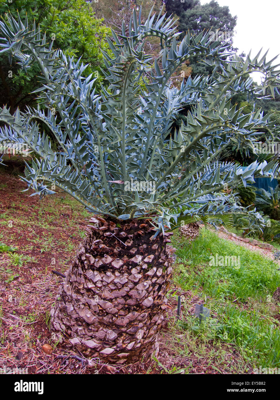 Eastern Cape blue cycad - Kirstenbosch South Africa Stock Photo