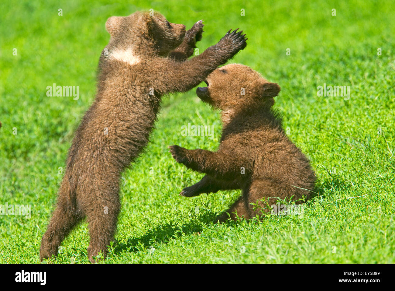 Young Grizzlies playing in the grass - Thuringian Germany Stock Photo