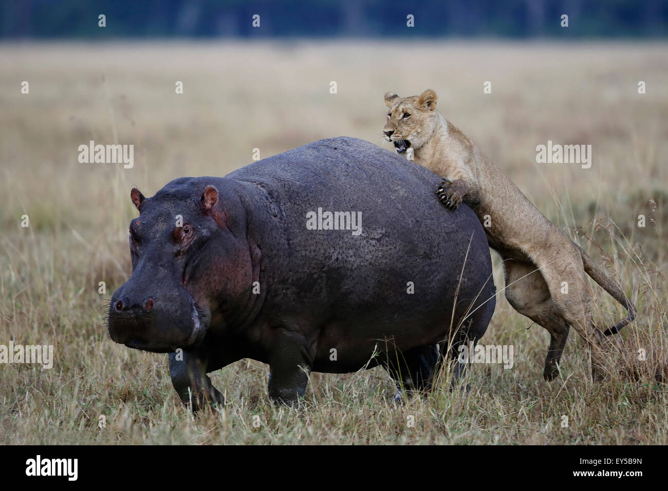 Lion attacking a Hippo - East Africa Stock Photo - Alamy