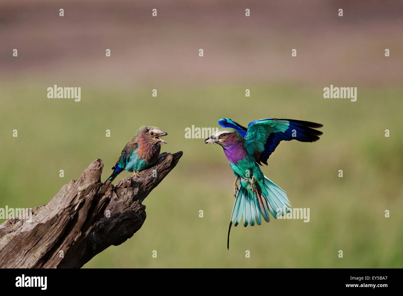 Lilacbreasted Roller feeding East Africa Stock Photo Alamy