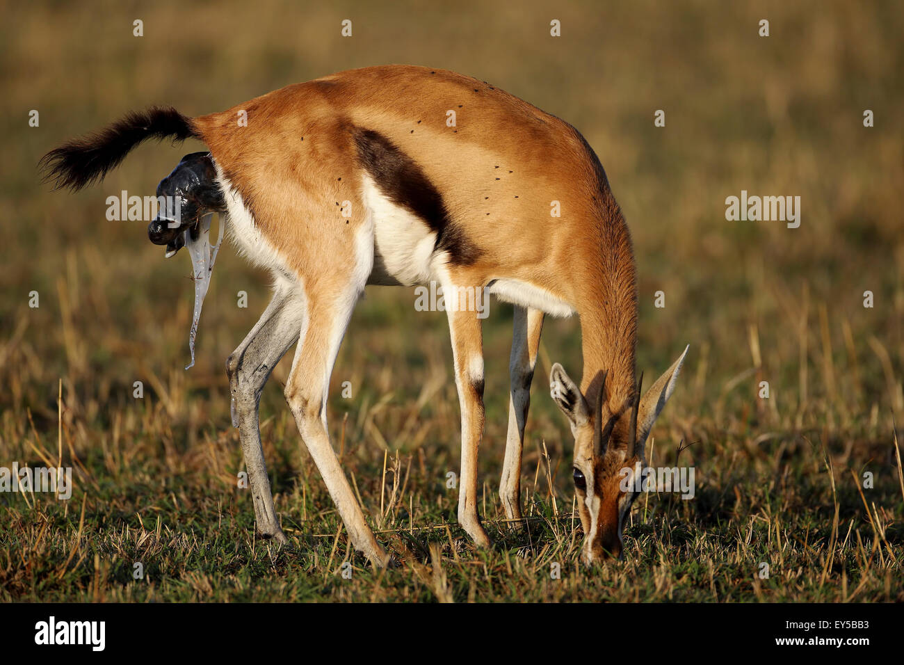 Birth of Thomson's Gazelle - East Africa Stock Photo - Alamy