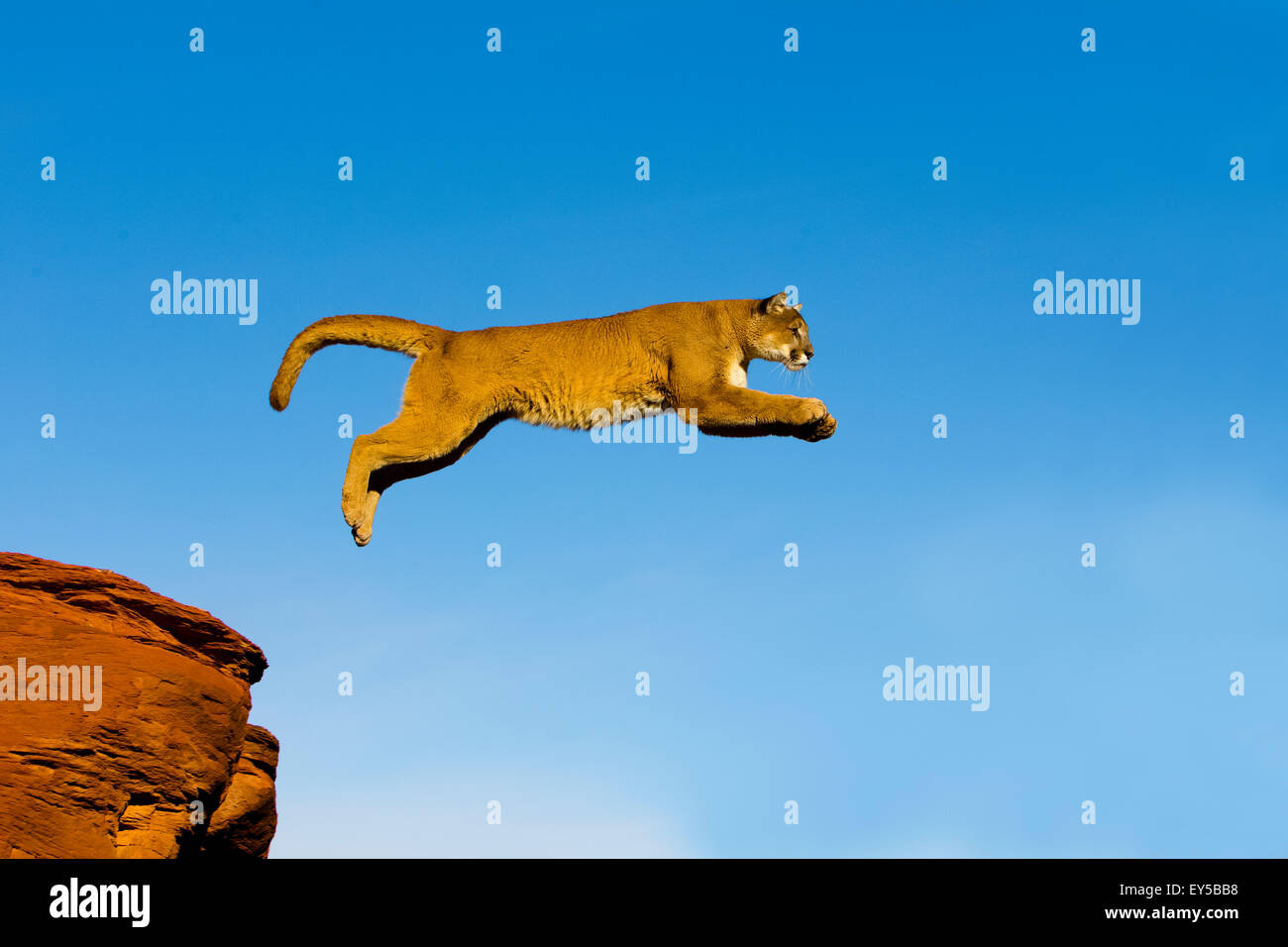 Puma jumping from one rock to another - Utah USA Stock Photo - Alamy