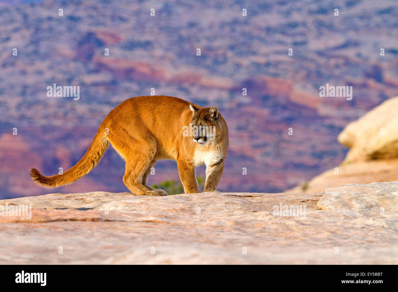 Puma on rock - Utah USA Stock Photo