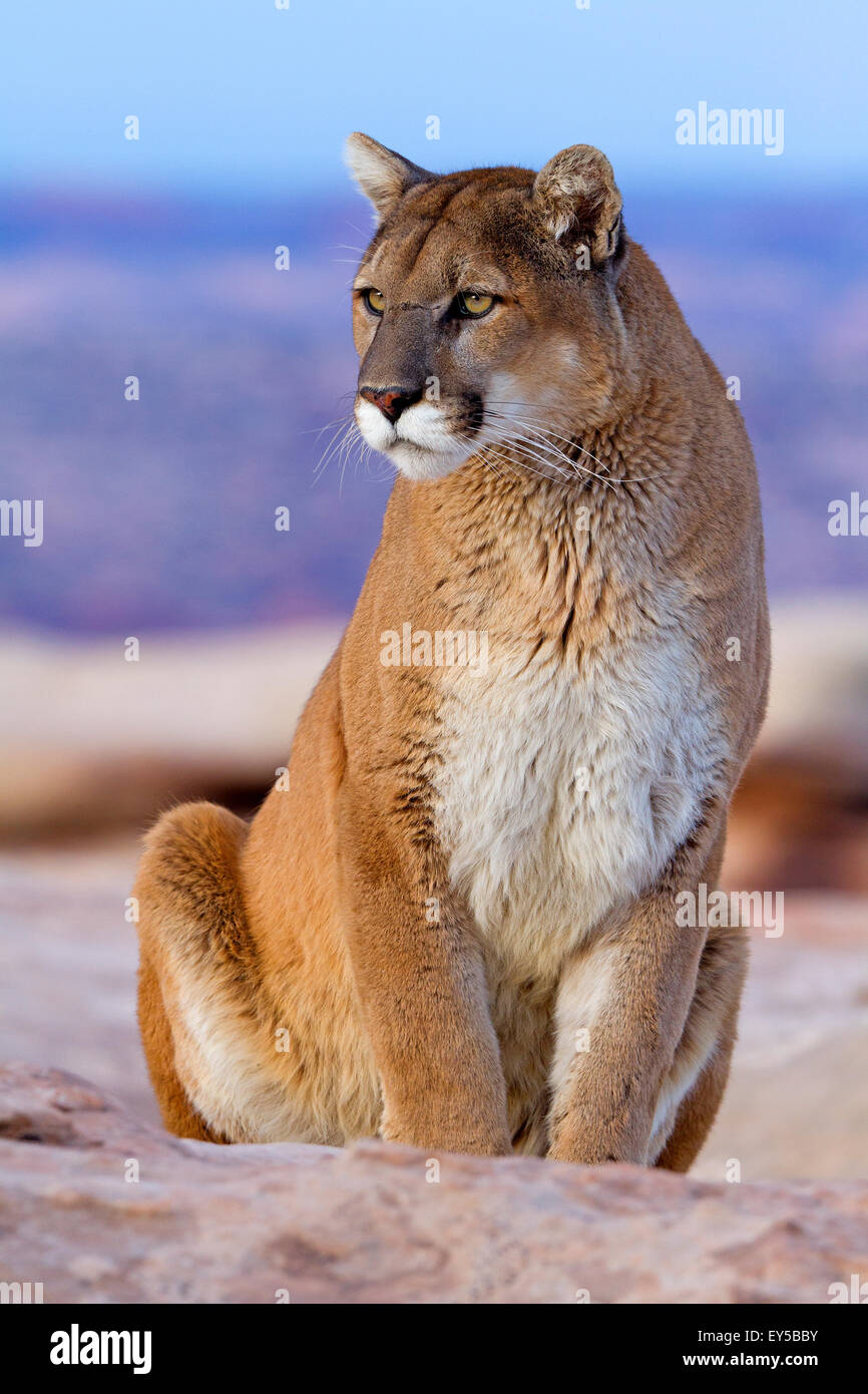 Puma sitting on rock - Utah USA Stock Photo - Alamy
