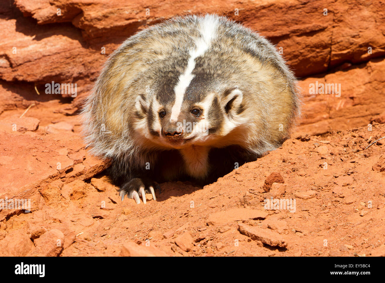 American Badger in front of a rock Utah USA Stock Photo Alamy