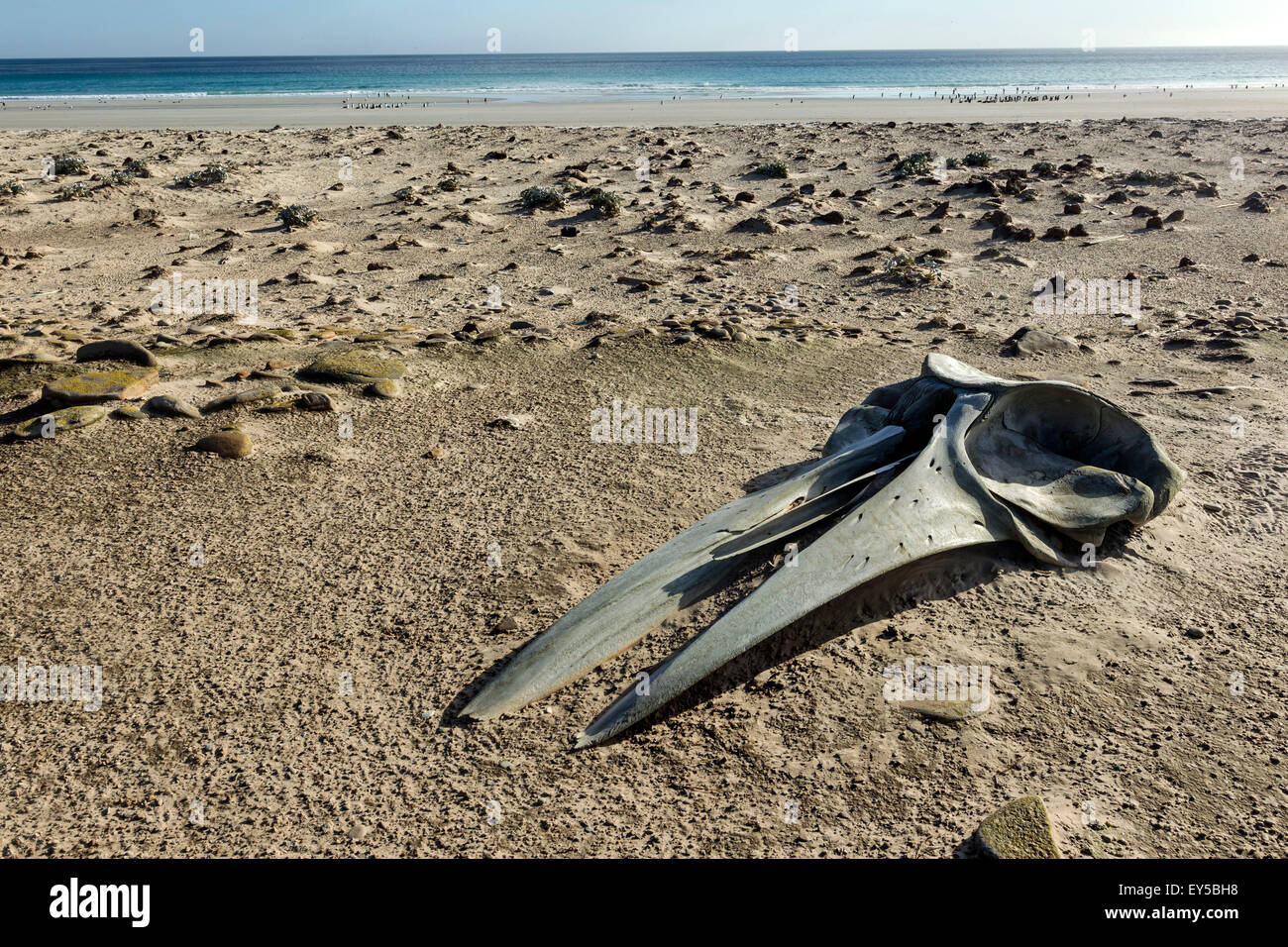 Sei Whale Skull failed on shore - Falkland Islands Stock Photo
