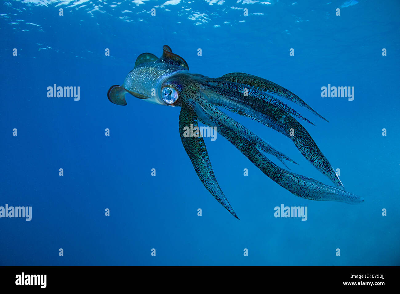 Bigfin reef Squid swimming under surface - Fiji Stock Photo