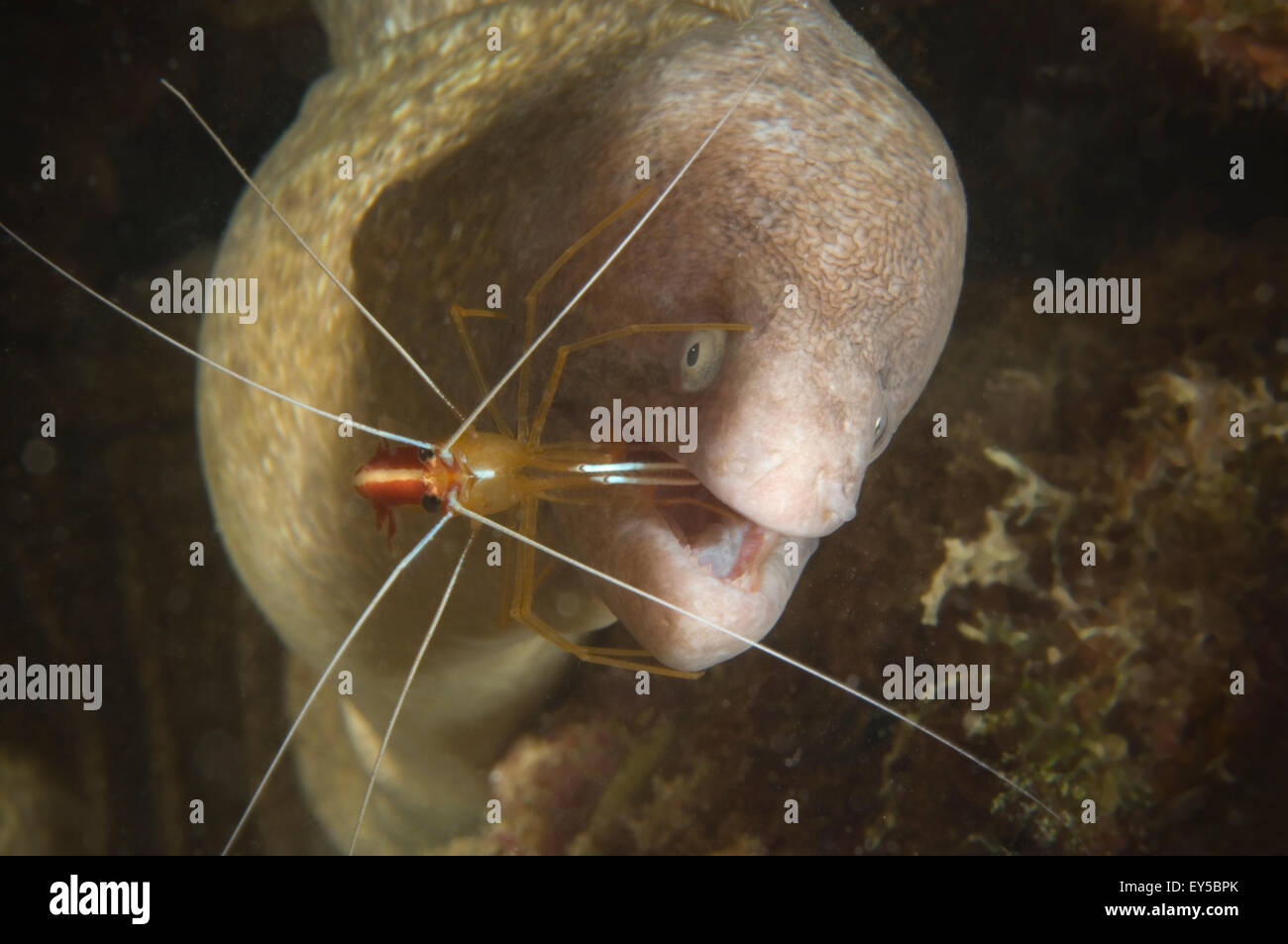 Whitebanded Cleaner Shrimp on Moray eel New Caledonia Stock Photo