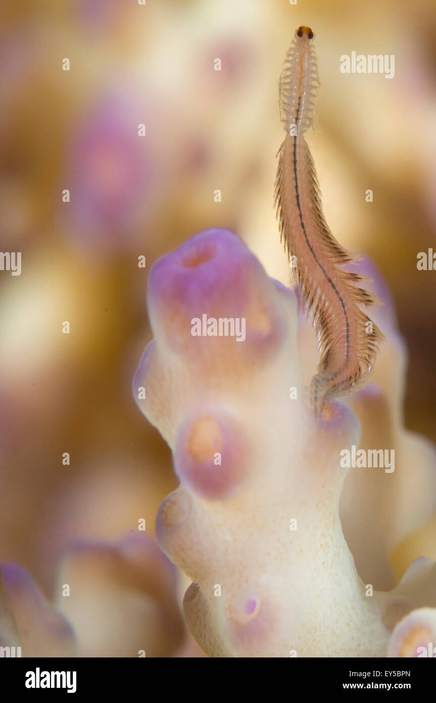 Bristle worm eating Coral New Caledonia Stock Photo Alamy