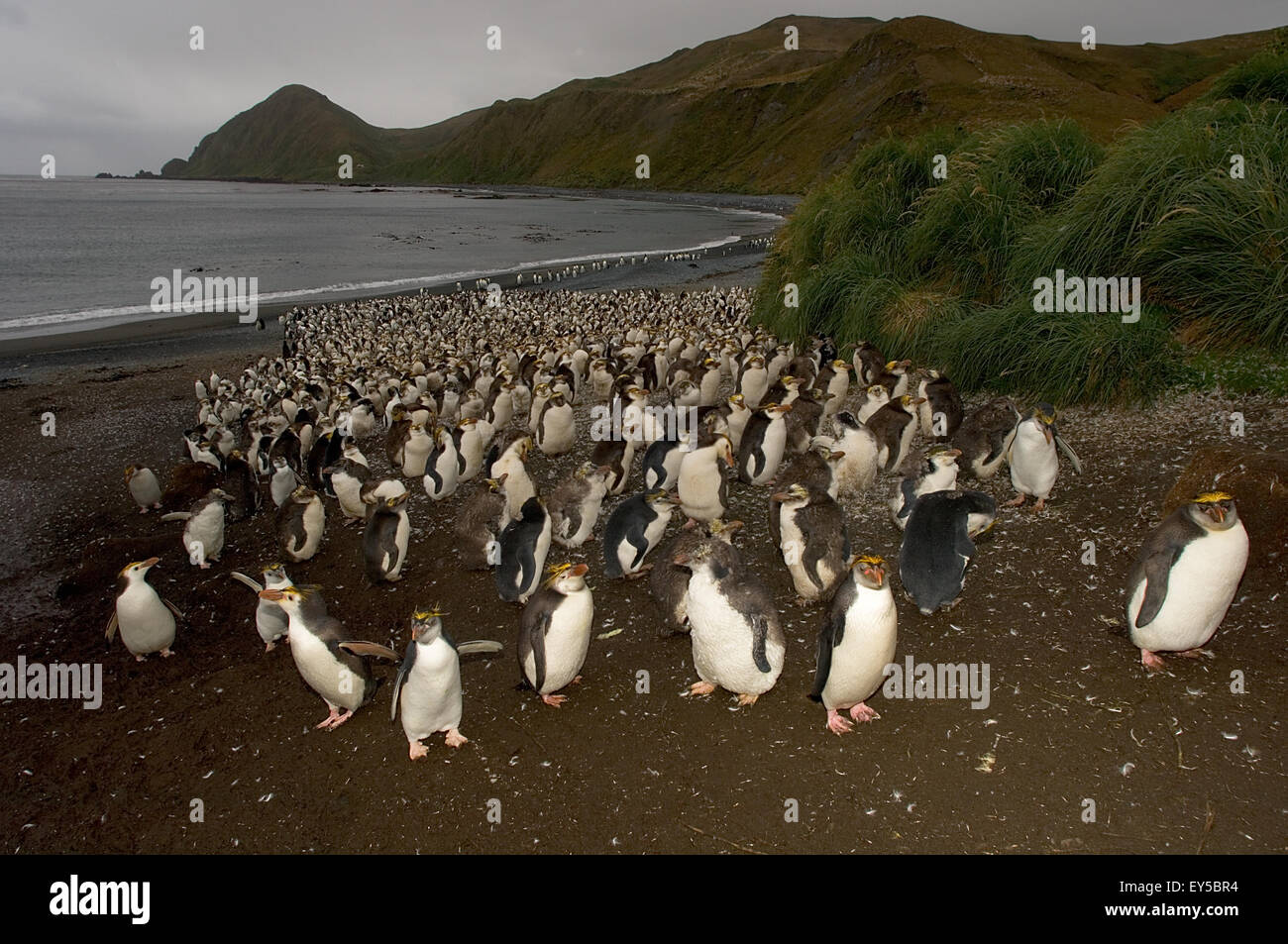 royal-penguin-colony-maquarie-island-australia-stock-photo-alamy