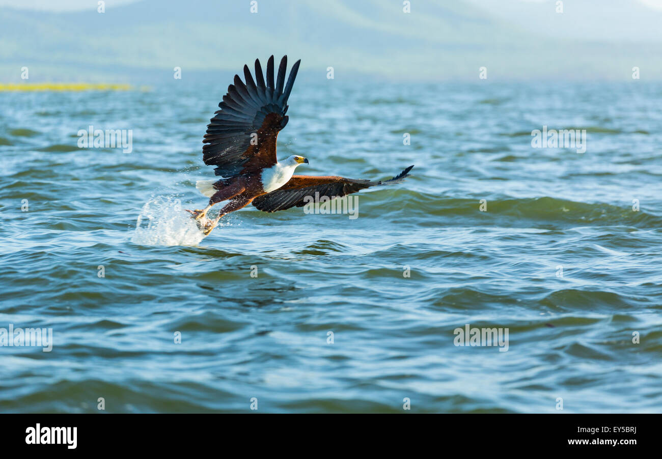 African Fish Eagle catching a fish in flight Kenya Stock Photo Alamy