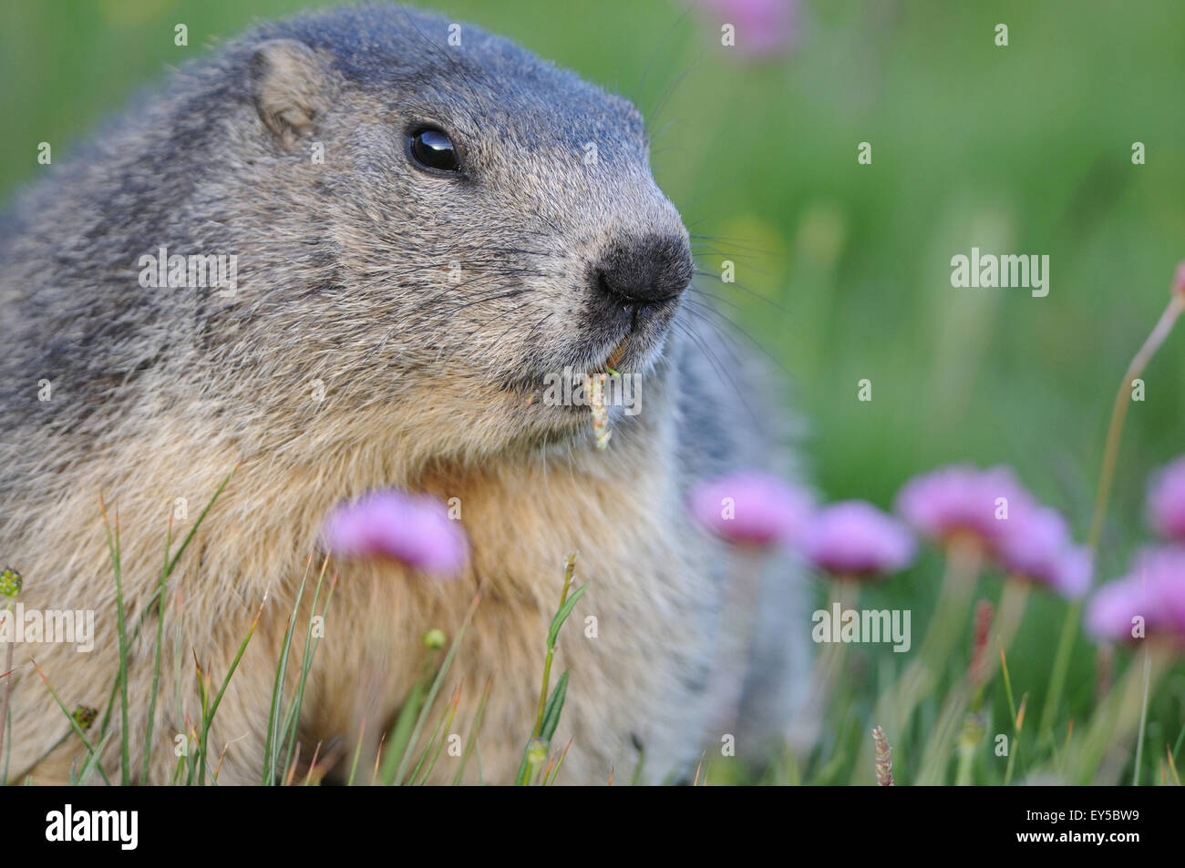 Alpine Marmot and Thrift flowers - Queyras Alps France Stock Photo