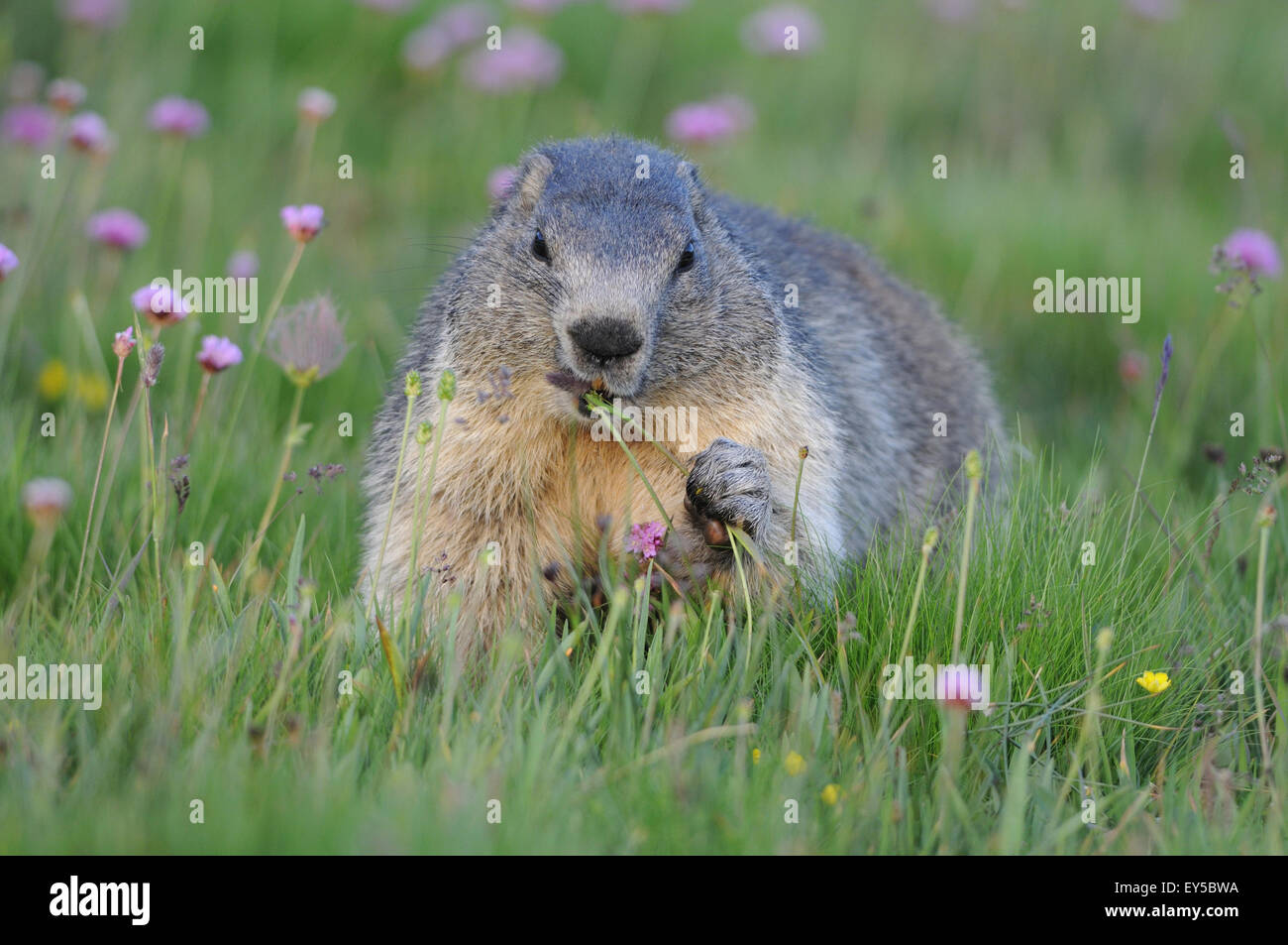 Alpine Marmot and Thrift flowers - Queyras Alps France Stock Photo