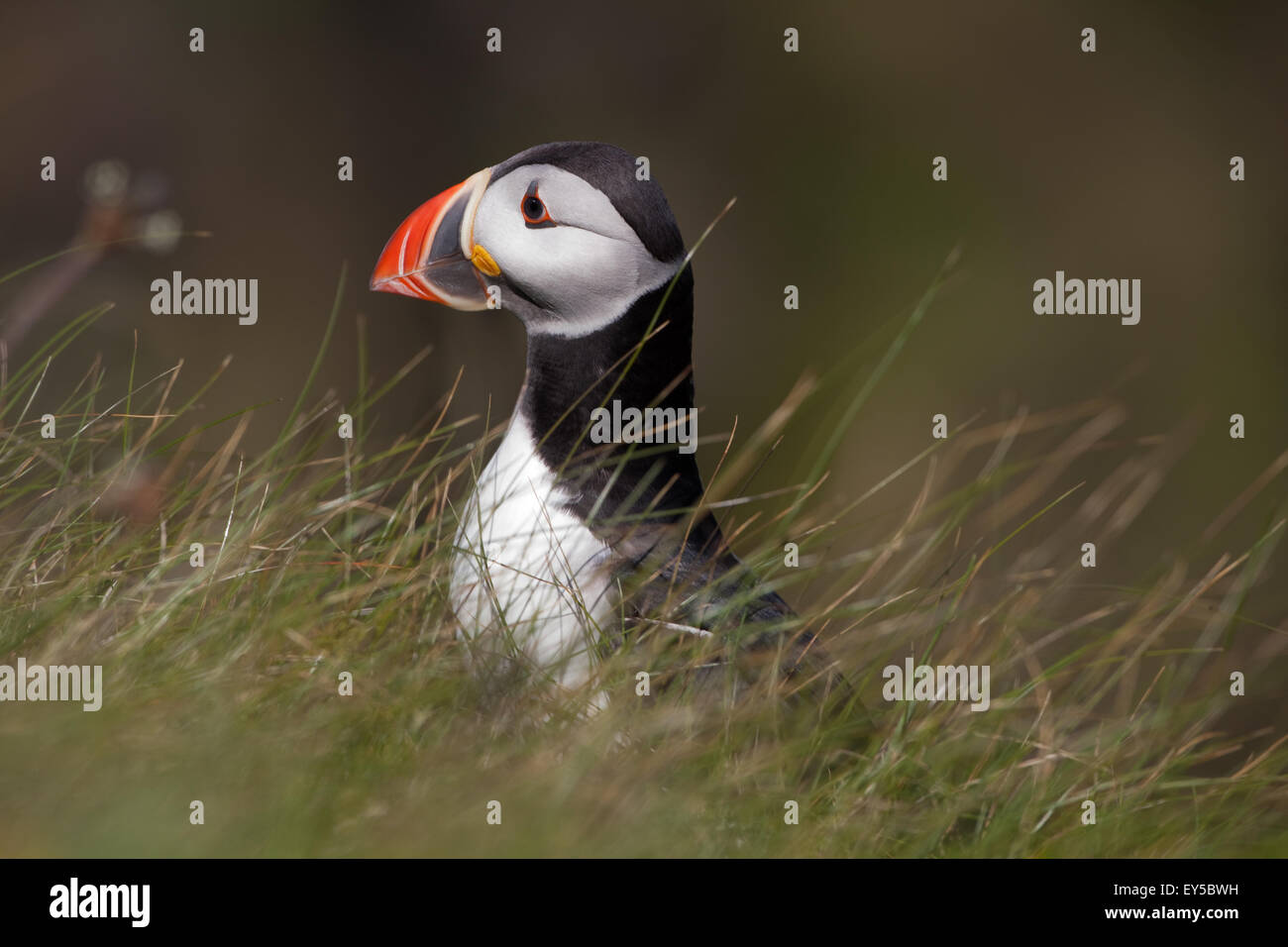 Puffin (Fratercula arctica). Breeding plumage. About to go down a nesting hole; obscured. June. Staffa. Inner Hebrides.SCOTLAND Stock Photo