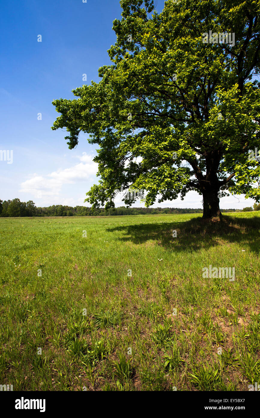 oak in the field Stock Photo - Alamy