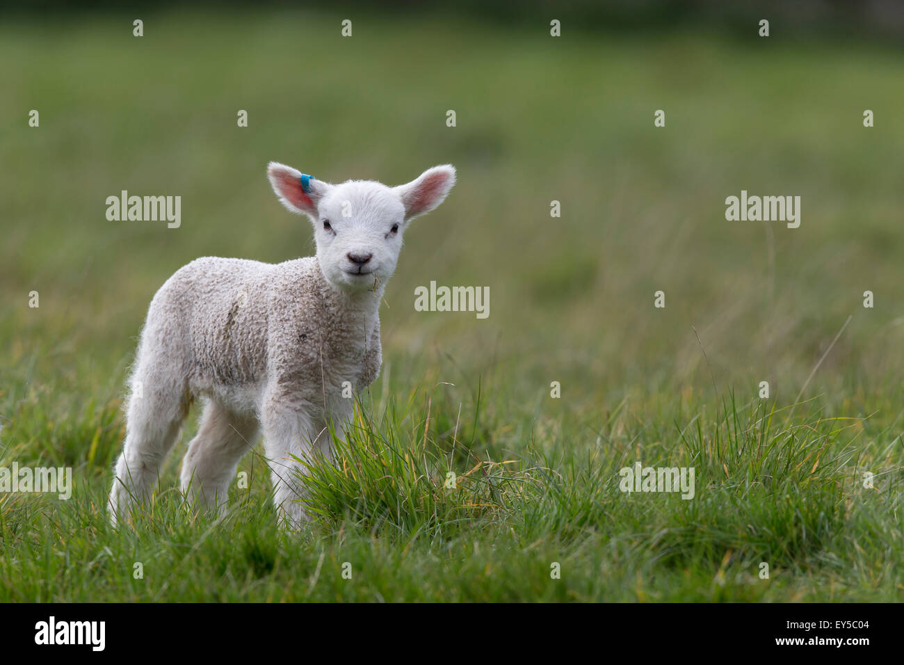 Lamb standing in a meadow in spring - GB Stock Photo - Alamy