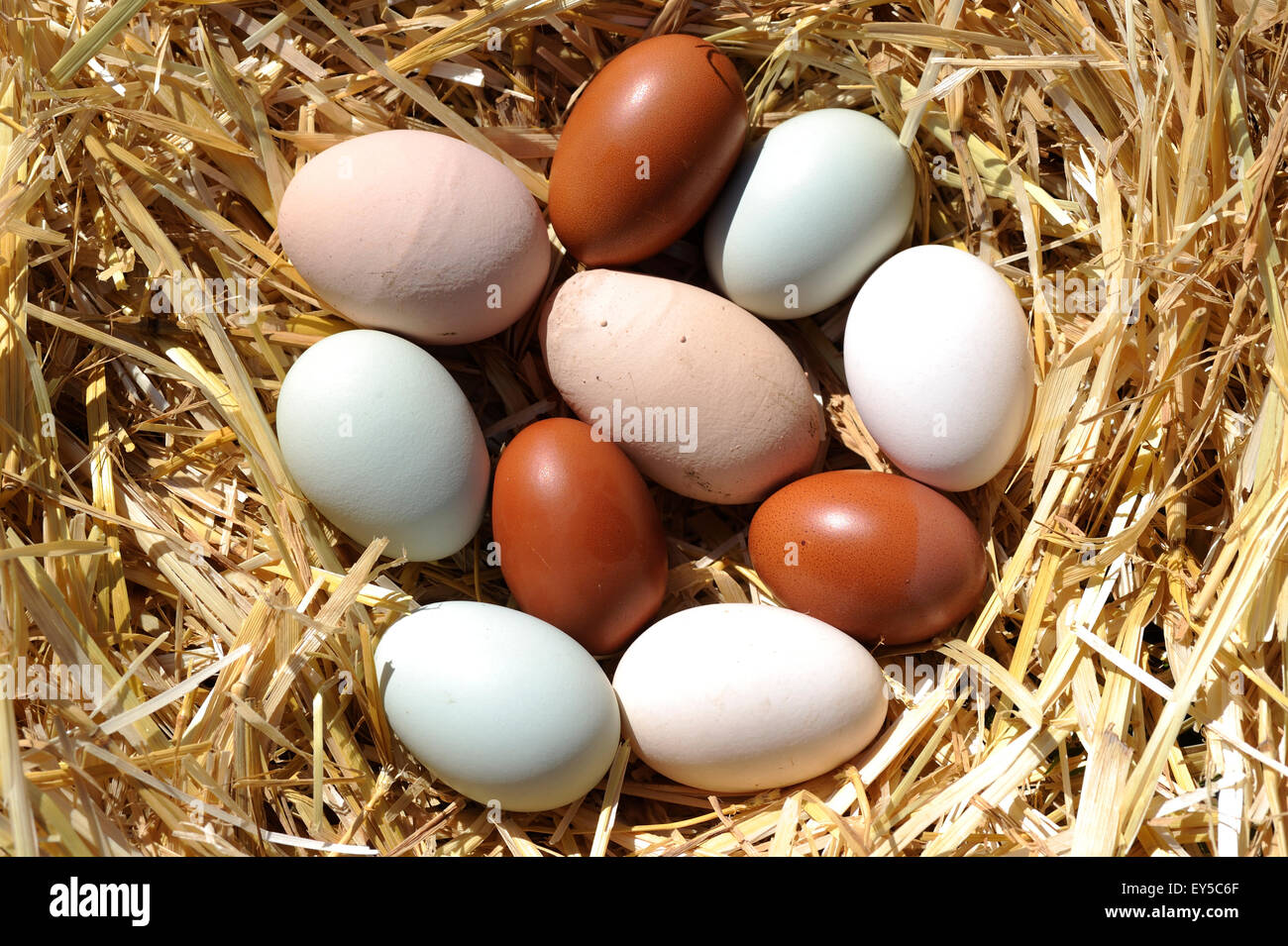 Eggs of different breeds of hens in the straw - France red: Marans breed aquamarine: Araucana breed white: Houdan breed pink: Isa Brown breed Stock Photo