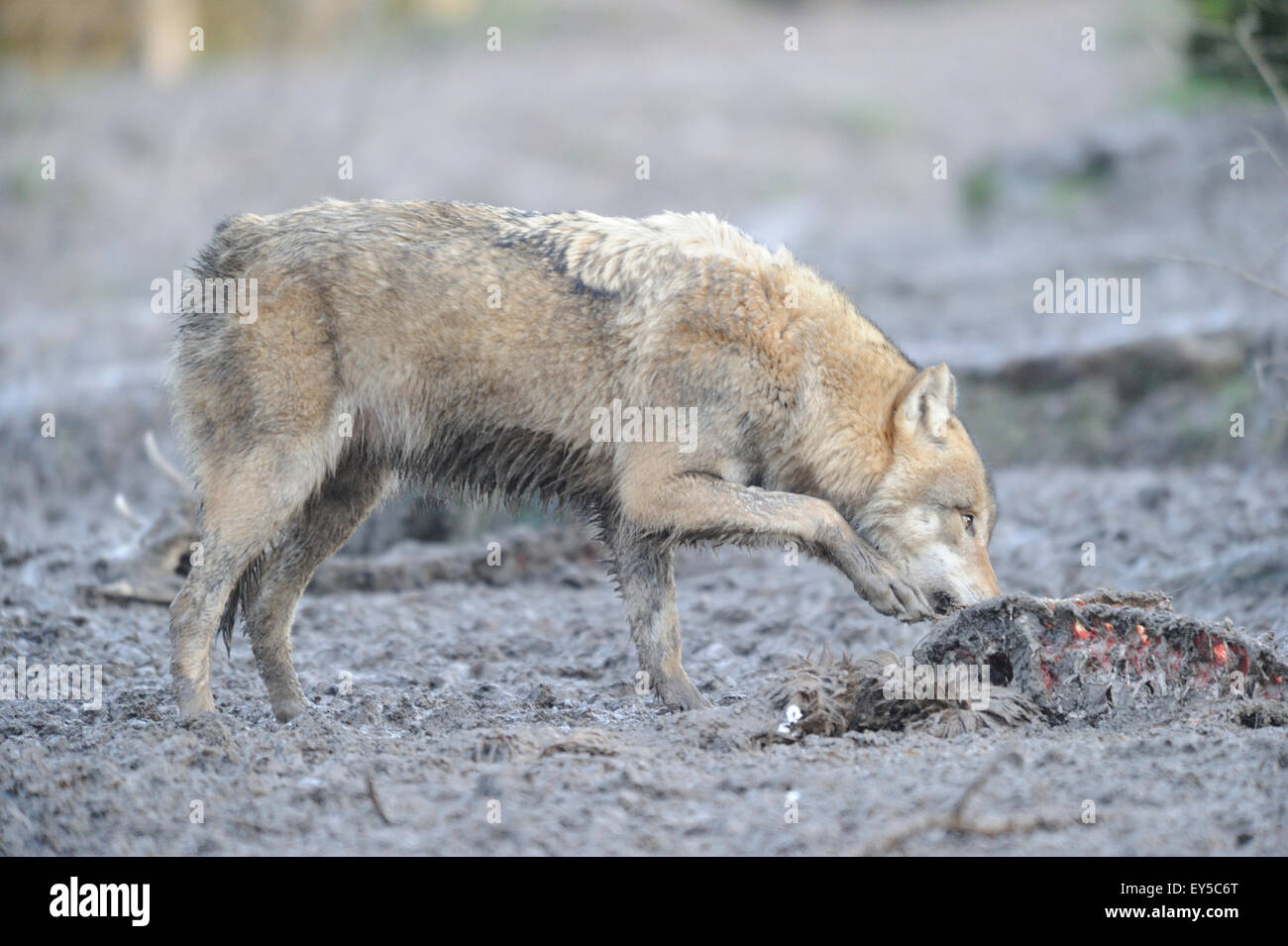 Gray wolf devouring a carcass Stock Photo