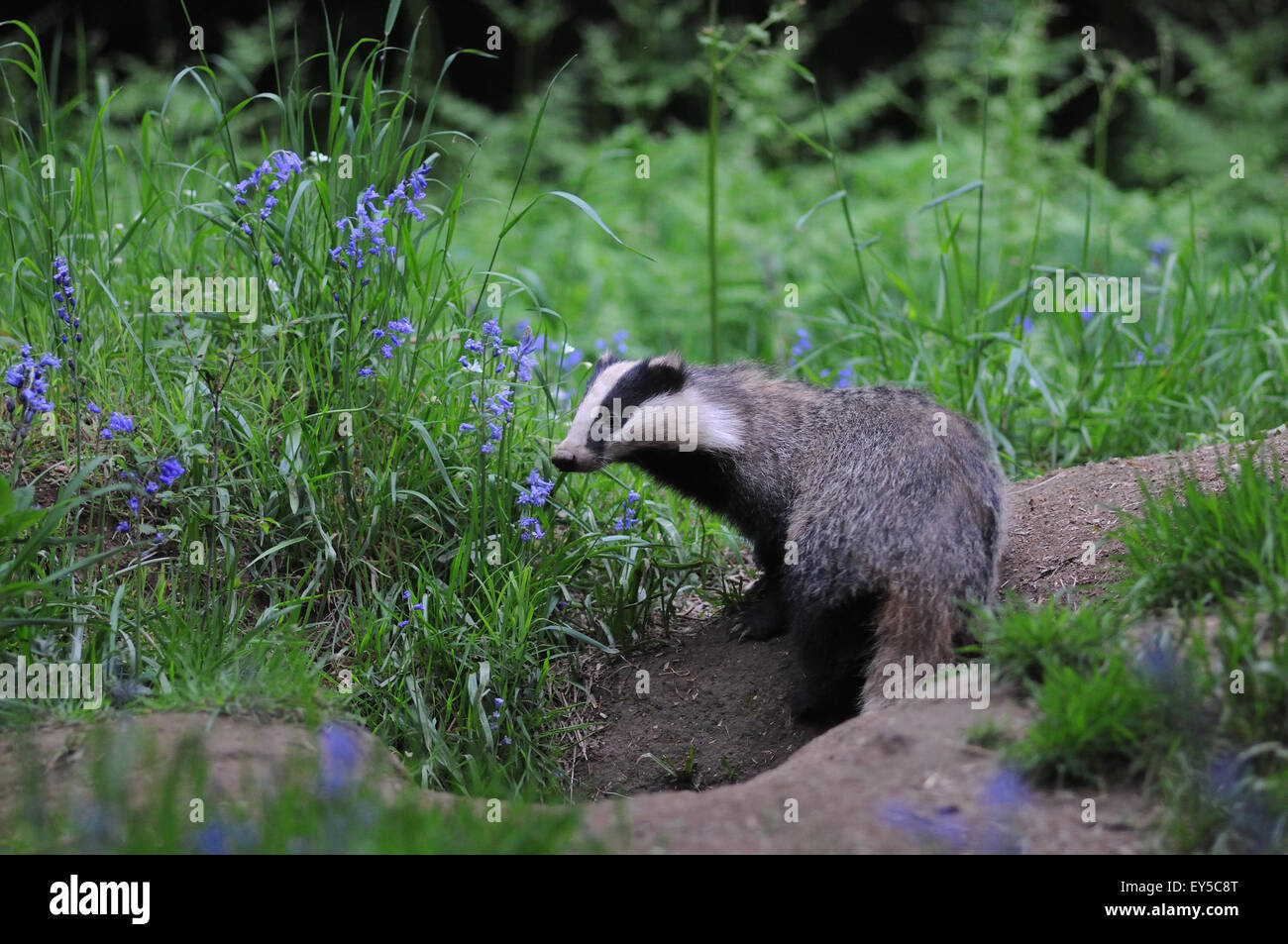 Eurasian badger out of its burrow - France Stock Photo